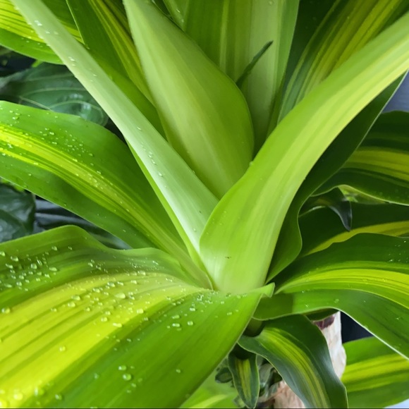 Meet your Posher, Victoria - Picture 4 of 4